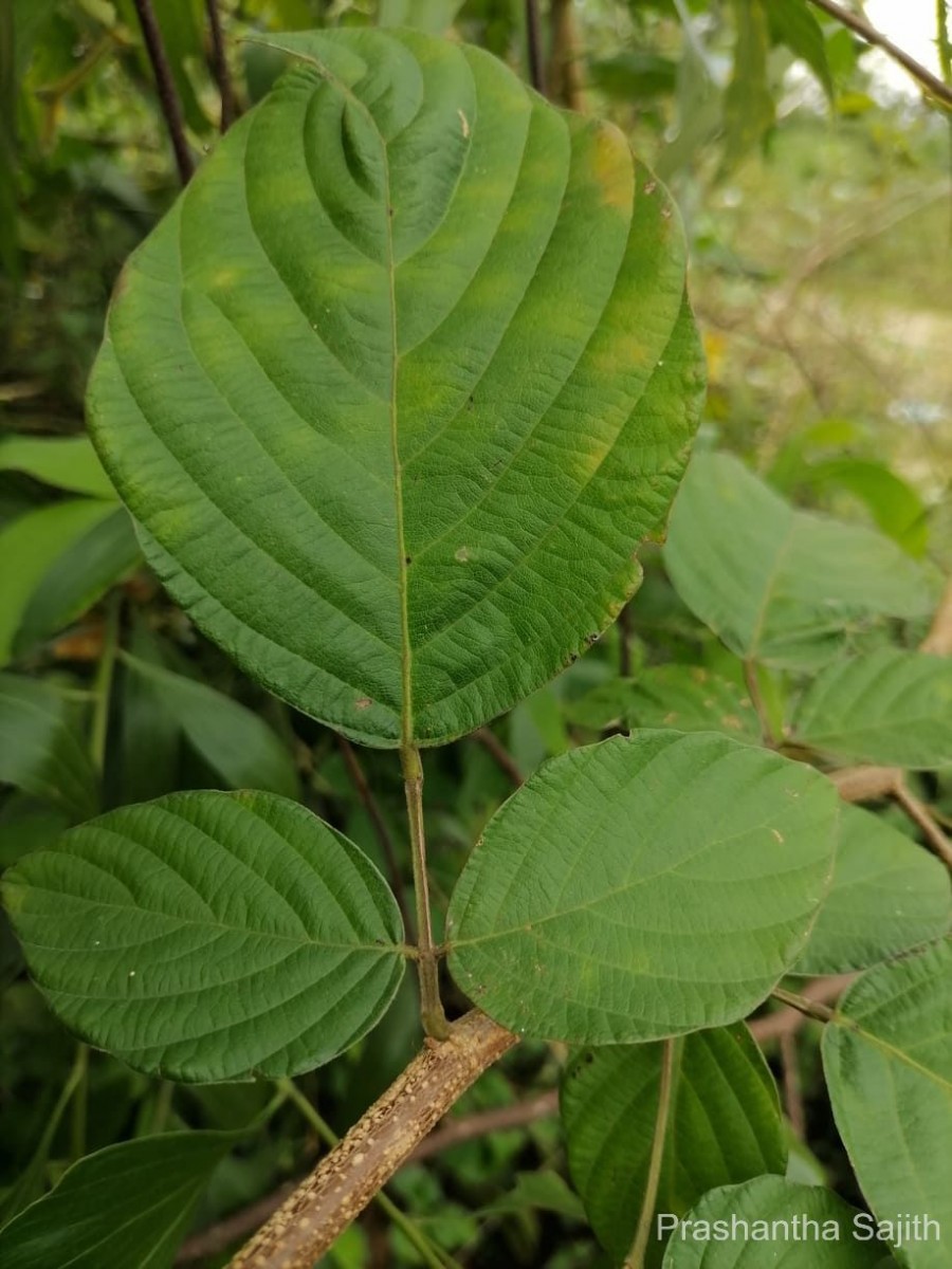 Phyllodium pulchellum (L.) Desv.